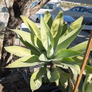 Green Foxtail Agave Live Plant – 8 Inch Tall Succulent in 4 Inch Pot – Indoor/Outdoor Drought Tolerant - Image 8