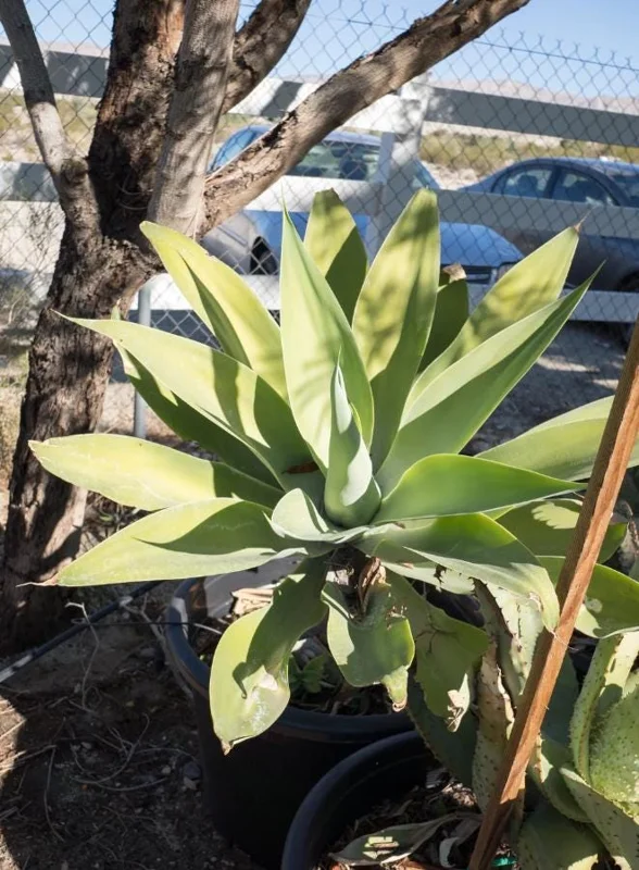 Green Foxtail Agave Live Plant – 8 Inch Tall Succulent in 4 Inch Pot – Indoor/Outdoor Drought Tolerant - Image 8