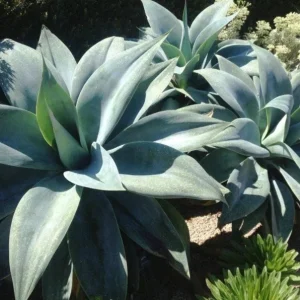 Green Foxtail Agave Live Plant – 8 Inch Tall Succulent in 4 Inch Pot – Indoor/Outdoor Drought Tolerant - Image 9