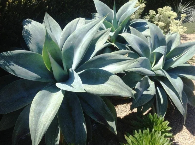 Green Foxtail Agave Live Plant – 8 Inch Tall Succulent in 4 Inch Pot – Indoor/Outdoor Drought Tolerant - Image 9