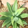 Green Foxtail Agave Live Plant – 8 Inch Tall Succulent in 4 Inch Pot – Indoor/Outdoor Drought Tolerant - Image 1