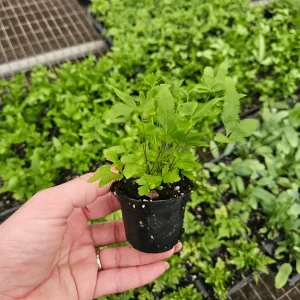 Green Lace Fern Live Plant - 2 or 4 Inch Pot - Lush Indoor Houseplant - Image 2