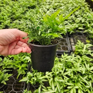 Green Lace Fern Live Plant - 2 or 4 Inch Pot - Lush Indoor Houseplant - Image 4