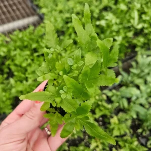 Green Lace Fern Live Plant - 2 or 4 Inch Pot - Lush Indoor Houseplant - Image 1