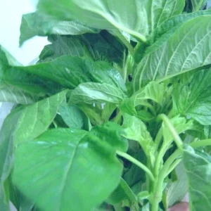 Green Leaf Amaranth Seeds - Amaranthus Edible Vegetable, 50+ Seeds, Outdoor Annual - Image 3