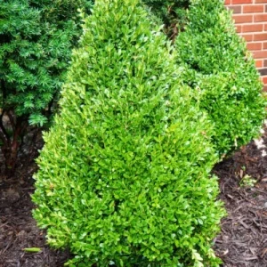 Green Mountain Boxwood Live Plant - 12+ Inches Tall - Evergreen Shrub Outdoor - Image 3