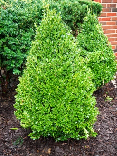 Green Mountain Boxwood Live Plant - 12+ Inches Tall - Evergreen Shrub Outdoor - Image 3
