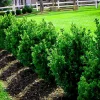 Green Mountain Boxwood Live Plant - 12+ Inches Tall - Evergreen Shrub Outdoor - Image 1