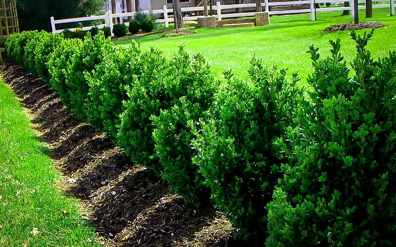 Green Mountain Boxwood Live Plant - 12+ Inches Tall - Evergreen Shrub Outdoor - Image 1