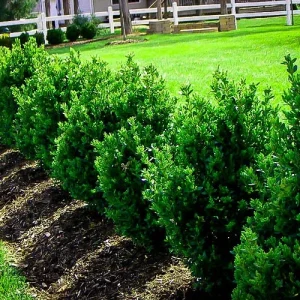 Green Mountain Boxwood Live Plant – 12+ Inches Tall – Outdoor Shrub – Bare Root - Image 4