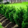 Green Mountain Boxwood Live Plant – 12+ Inches Tall – Outdoor Shrub – Bare Root - Image 1