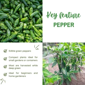 Green Pepper Live Plants – 2 Pack, 1-2 Inches Tall, Easy Care Vegetable for Pot & Garden - Image 2