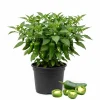 Green Pepper Live Plants – 2 Pack, 1-2 Inches Tall, Easy Care Vegetable for Pot & Garden - Image 1