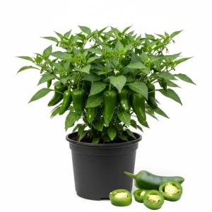 Green Pepper Live Plants – 2 Pack, 1-2 Inches Tall, Easy Care Vegetable for Pot & Garden - Image 1