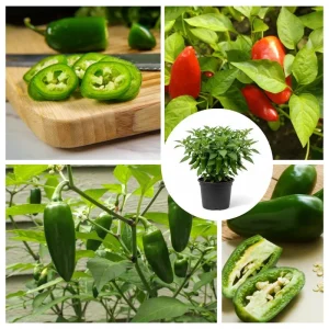 Green Pepper Live Plants – 2 Pack, 1-2 Inches Tall, Easy Care Vegetable for Pot & Garden - Image 3