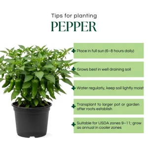 Green Pepper Live Plants – 2 Pack, 1-2 Inches Tall, Easy Care Vegetable for Pot & Garden - Image 4