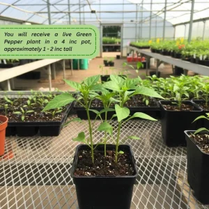 Green Pepper Live Plants – 2 Pack, 1-2 Inches Tall, Easy Care Vegetable for Pot & Garden - Image 5