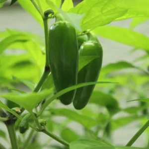 Green Pepper Live Plants – 2 Pack, 1-2 Inches Tall, Easy Care Vegetable for Pot & Garden - Image 6