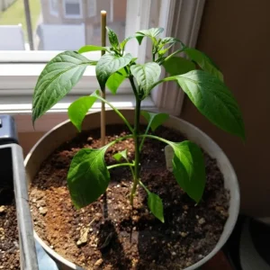 Green Pepper Live Plants – 2 Pack, 1-2 Inches Tall, Easy Care Vegetable for Pot & Garden - Image 8