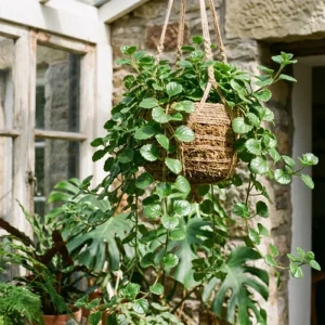 Green Swedish Ivy Live Plant, 8-10 Inch Tall Trailing Indoor Houseplant - Image 2