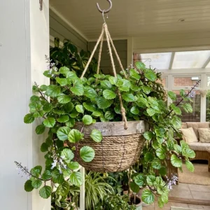 Green Swedish Ivy Live Plant, 8-10 Inch Tall Trailing Indoor Houseplant - Image 3