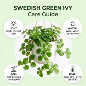 Green Swedish Ivy Live Plant, 8-10 Inch Tall Trailing Indoor Houseplant - Image 4
