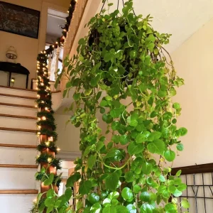 Green Swedish Ivy Live Plant, 8-10 Inch Tall Trailing Indoor Houseplant - Image 5