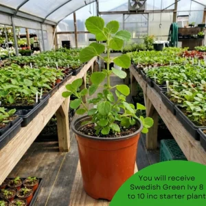 Green Swedish Ivy Live Plant, 8-10 Inch Tall Trailing Indoor Houseplant - Image 7