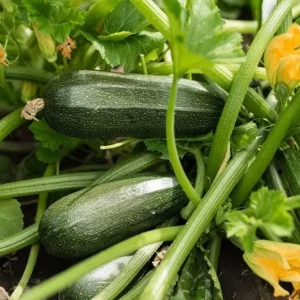 Green Zucchini Live Plant – 2 Seedlings in 4-inch Pot – Outdoor Vegetable - Image 10