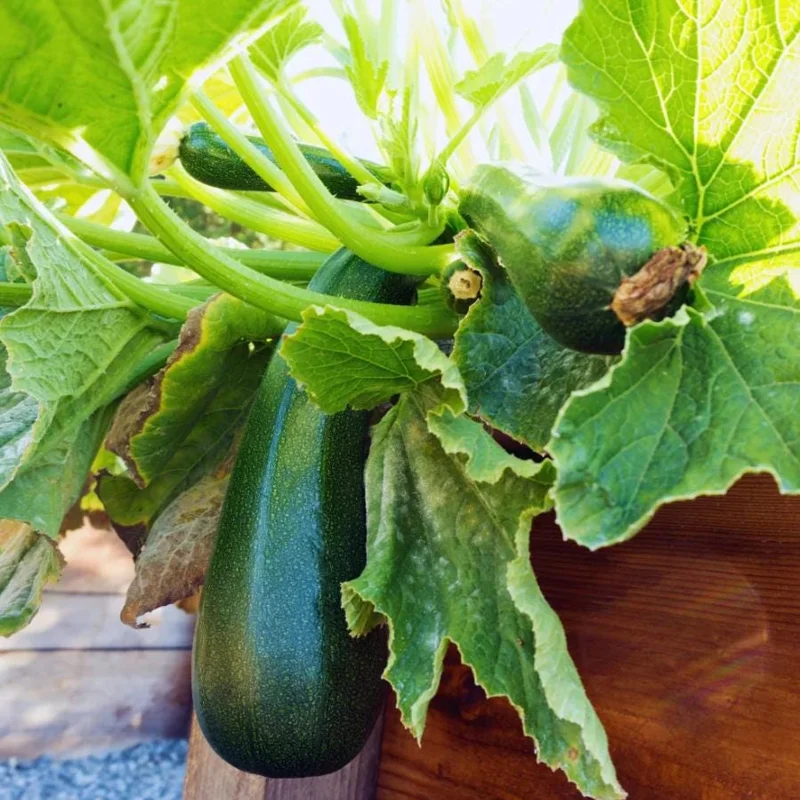 Green Zucchini Live Plant – 2 Seedlings in 4-inch Pot – Outdoor Vegetable - Image 2