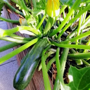 Green Zucchini Live Plant – 2 Seedlings in 4-inch Pot – Outdoor Vegetable - Image 3