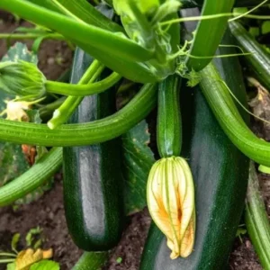 Green Zucchini Live Plant – 2 Seedlings in 4-inch Pot – Outdoor Vegetable - Image 4