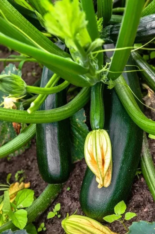 Green Zucchini Live Plant – 2 Seedlings in 4-inch Pot – Outdoor Vegetable - Image 4