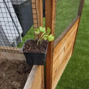 Green Zucchini Live Plant – 2 Seedlings in 4-inch Pot – Outdoor Vegetable - Image 7