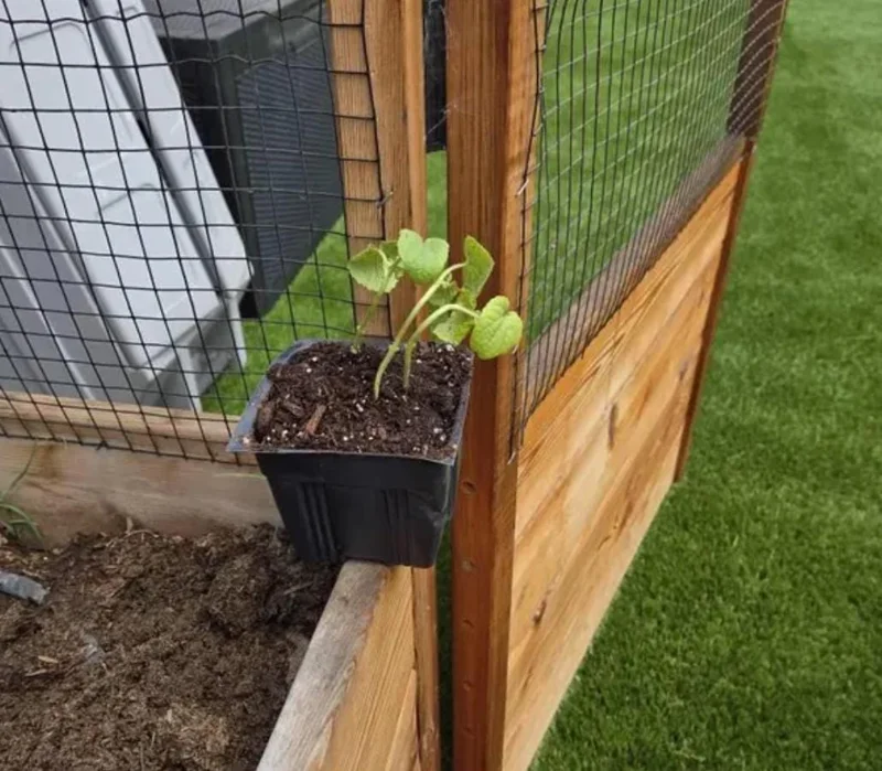 Green Zucchini Live Plant – 2 Seedlings in 4-inch Pot – Outdoor Vegetable - Image 7