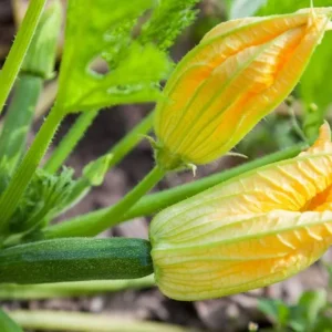 Green Zucchini Live Plant – 2 Seedlings in 4-inch Pot – Outdoor Vegetable - Image 8
