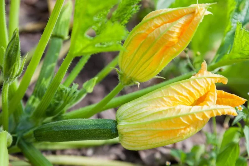 Green Zucchini Live Plant – 2 Seedlings in 4-inch Pot – Outdoor Vegetable - Image 8
