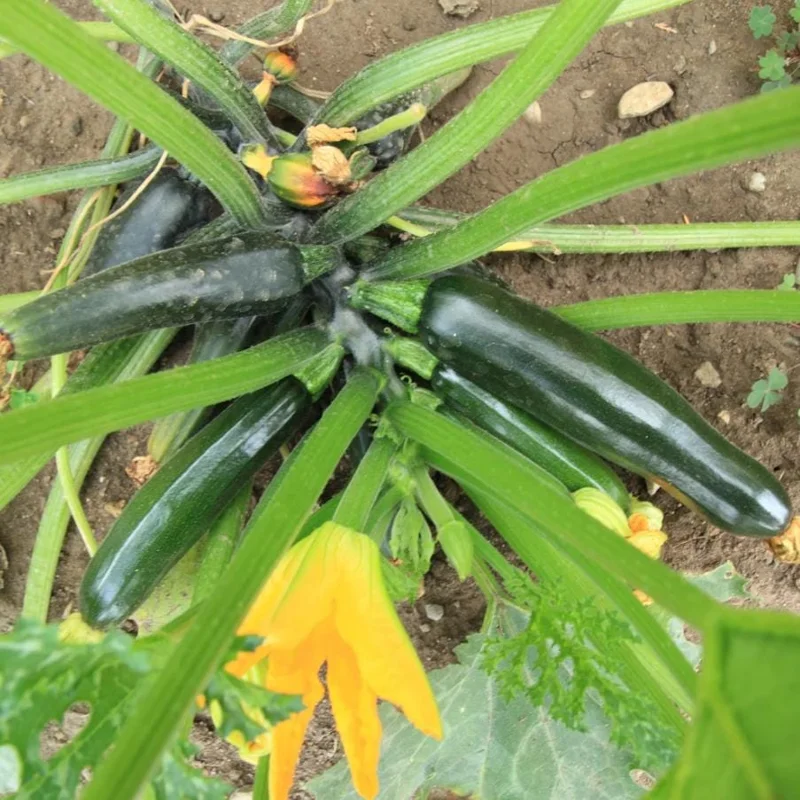 Green Zucchini Live Plant – 2 Seedlings in 4-inch Pot – Outdoor Vegetable - Image 9