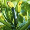 Green Zucchini Live Plant – 2 Seedlings in 4-inch Pot – Outdoor Vegetable - Image 1