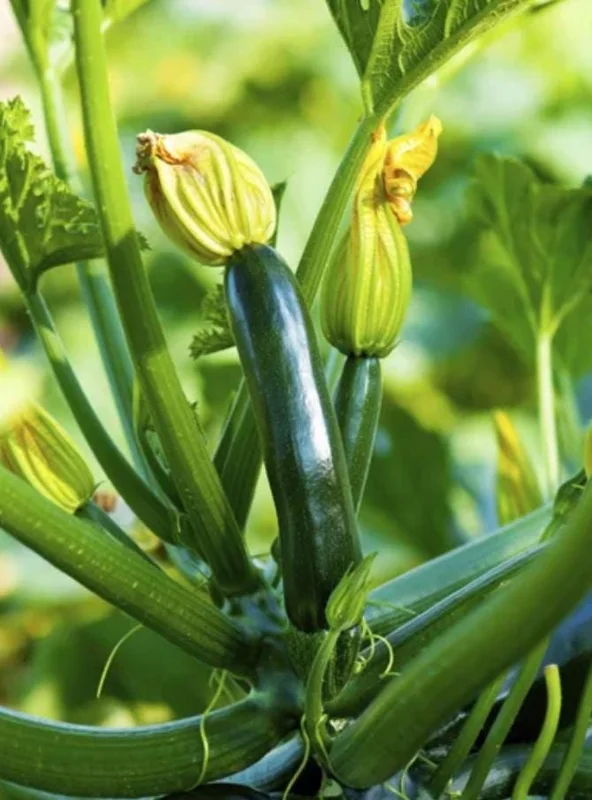 Green Zucchini Live Plant – 2 Seedlings in 4-inch Pot – Outdoor Vegetable - Image 1