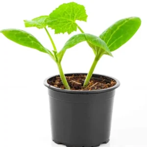 Green Zucchini Live Plants - 2-Pack, 3-5 Inch Tall Seedlings for Garden - Image 2