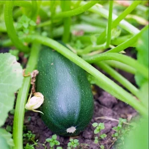 Green Zucchini Live Plants - 2-Pack, 3-5 Inch Tall Seedlings for Garden - Image 6