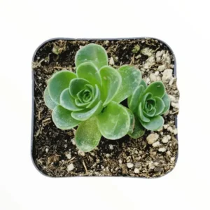 Greenovia Dodrentalis Mountain Rose Succulent Live Plant 2 Inch Pot - Image 2