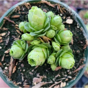 Greenovia Dodrentalis Mountain Rose Succulent Live Plant 2 Inch Pot - Image 3
