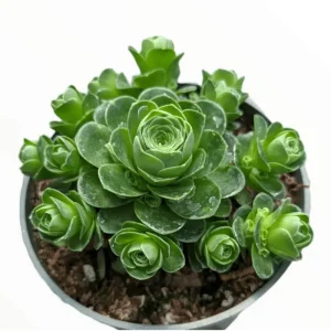 Greenovia Dodrentalis Mountain Rose Succulent Live Plant 2 Inch Pot - Image 5