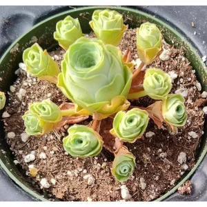 Greenovia Dodrentalis Mountain Rose Succulent Live Plant 2 Inch Pot - Image 6