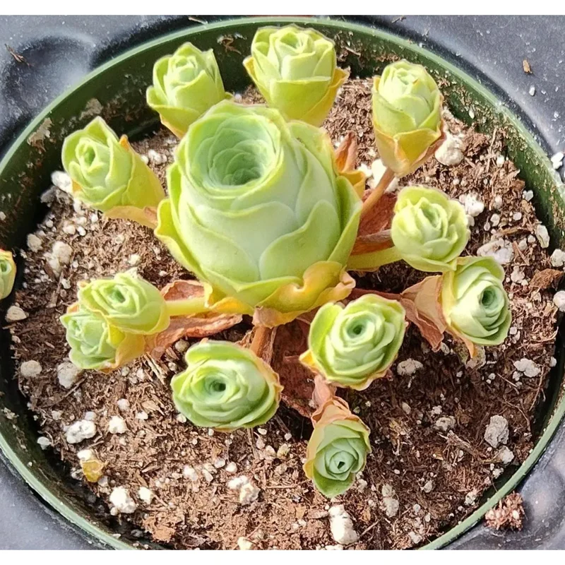 Greenovia Dodrentalis Mountain Rose Succulent Live Plant 2 Inch Pot - Image 6