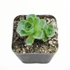 Greenovia Dodrentalis Mountain Rose Succulent Live Plant 2 Inch Pot - Image 1
