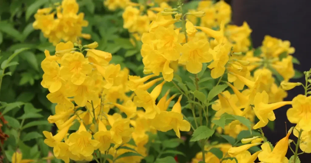 growing Esperanza Goldstar