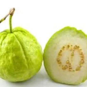 Guava Fruit Tree Live Plant 5-8 Inches Tall - Exotic Tropical Fruit - Image 2